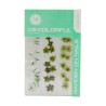 COLORFUL NATURALEZA SET de 3 MIX COLOR: GREEN LIFE